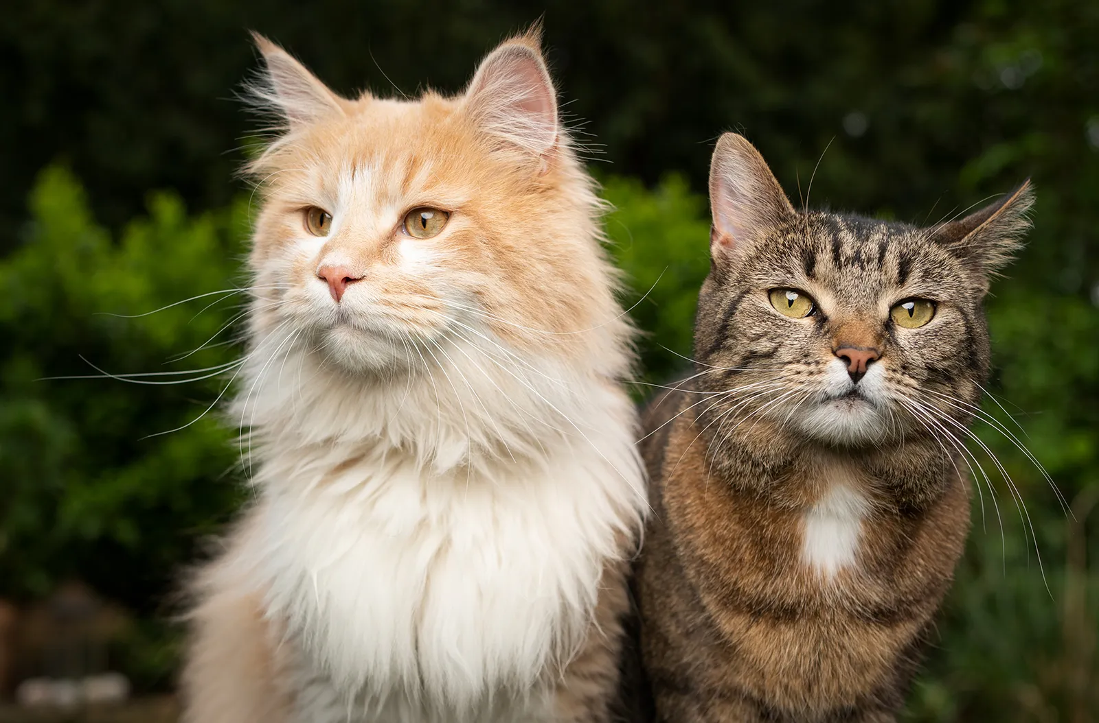 цікаві факти про котів