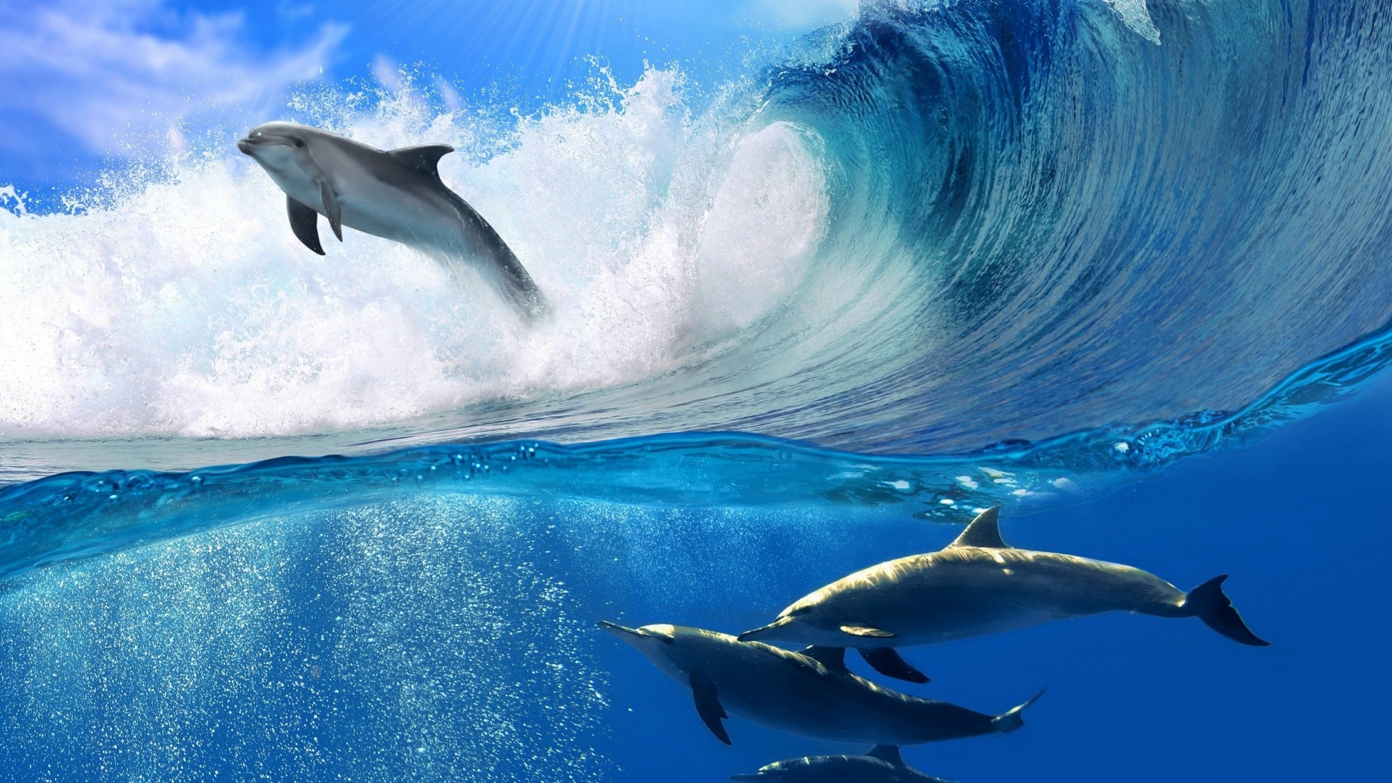 Що варто знати про дельфінів?